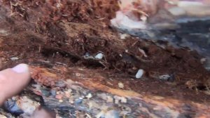 Короед наживка на рыбу хариус Поездка в лес за короедом на УАЗ для рыбалки