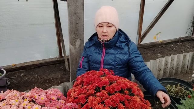 Хризантема мультифлора. Сохраняем черенком!