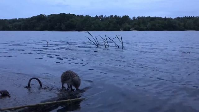 Ёжик на закате смотреть онлайн