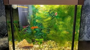 Мой аквариум 25 литров