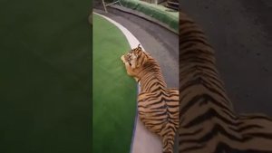 Periscope TV | Репетиция с хищниками(Братья Запашные)