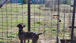 курцхаар охрана дома