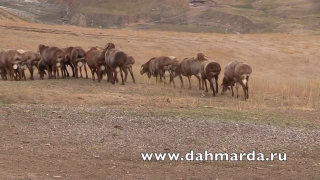 Гиссарские овцы -  отбор рыжих кучкаров хозяйства Баракат