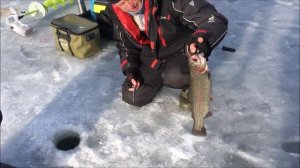 Форель на икру! Поимки форели в обед! Клевое место, д. Савельево