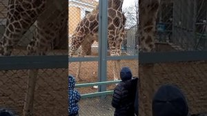 Приколы с животными 2014  - жираф писает