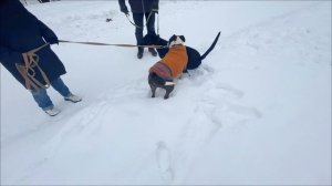 Опасен ли амстафф для других собак?