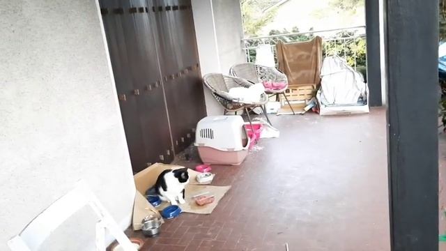 Котята. Одиннадцать недель от рождения. Сегодня отдали 4го котёнка. Остался один, самый любимый. смотреть онлайн