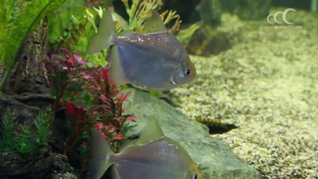 Океанариум РИФ в Анапе смотреть онлайн