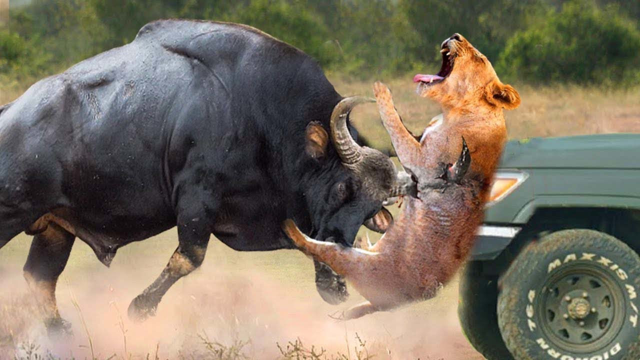 Сумасшедшие Случаи с Буйволами, Снятые на Камеру смотреть онлайн