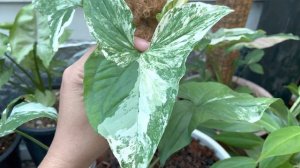 Syngonium aurea vs white, เงินไหลมาด่างเหลือง ด่างขาว ไม้วางข้อทำให้เข้าใจผิด | สวนอุ่นดิน [Th-Eng]