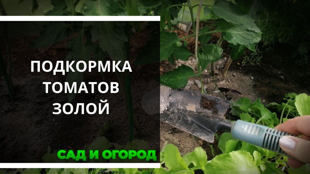 Подкормка томатов древесной золой