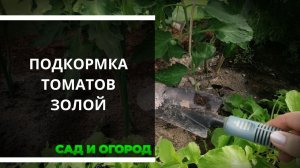 Подкормка томатов древесной золой