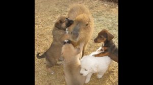 Миф или Правда? Капибара и морская свинка! Capybara and guinea pig!