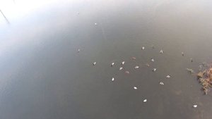 Мещерское озеро || Нижний Новгород || Ноябрь