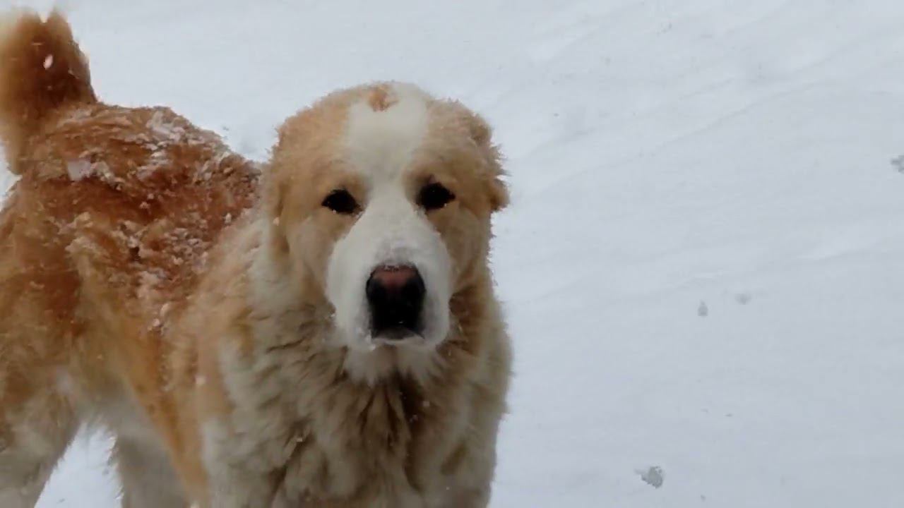 Зима в апреле. Малыши в восторге! смотреть онлайн