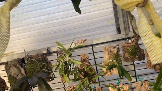 A bit of update then Tulip Fair in Skagit Valley смотреть онлайн