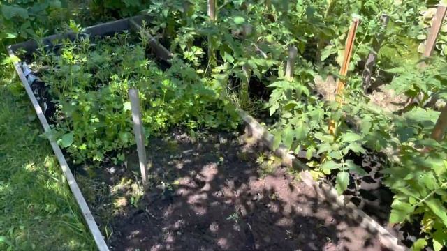 Моя любимая дача 19 июня 2021.❤️Новая туя. Цветут петунии. Удобряю цветы. смотреть онлайн