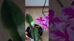 phal.Queev Bèer Splash.  интрига и галах сапфир❤️💜🩷