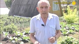 Земляника "Фестивальная ромашка". Оценка огородника