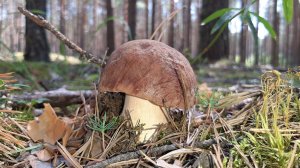 В ЛЕС ЗА БЕЛЫМИ ГРИБАМИ! Сбор красивых ЦАРСКИХ грибов в красивом лесу Томской области.