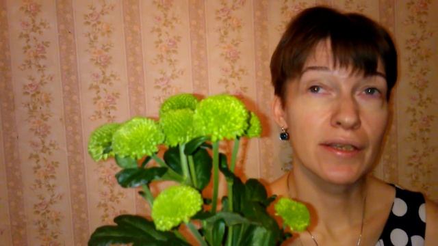 Хризантемы сорт Филинг Грин смотреть онлайн