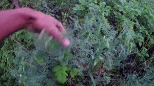 Усатый горох Мадрас. Выращивание усатого гороха в открытом грунте на биогумусе в Челябинске