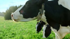 Савушкин - всегда свежий творог