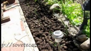 Мульчирование почвы шишками. Шишки в цветнике.