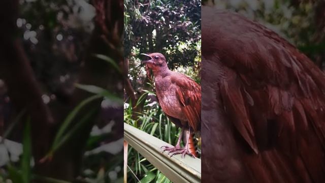 Amazing Lyrebird sing Australia 2019 смотреть онлайн
