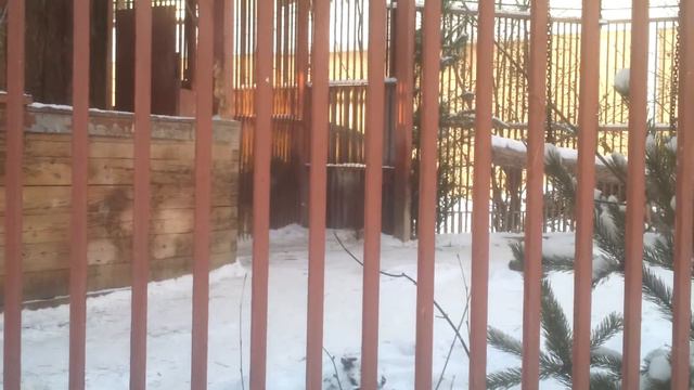 Тигр в Екатеринбургском зоопарке смотреть онлайн