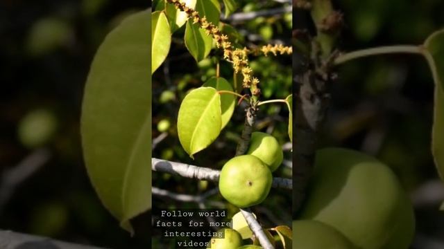 Most poisonous tree in the world ! manchineel