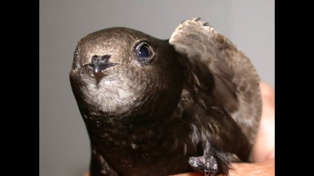 Птица, которая может находится в воздухе непрерывно до 10 месяцев в году! смотреть онлайн