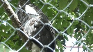 Зоопарк . Птицы домашние и дикие .