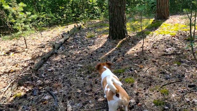 за лисичками Джек рассел терьер смотреть онлайн