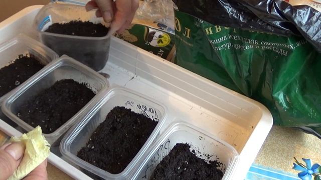 У меня форс мажор! Буду делать посев томатов для открытого грунта смотреть онлайн