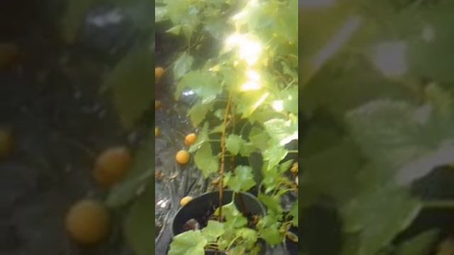 Полив3