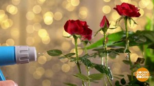 Комнатные растения: секреты зимнего ухода. Доброе утро. Суббота. Фрагмент выпуска от 11.12.2021