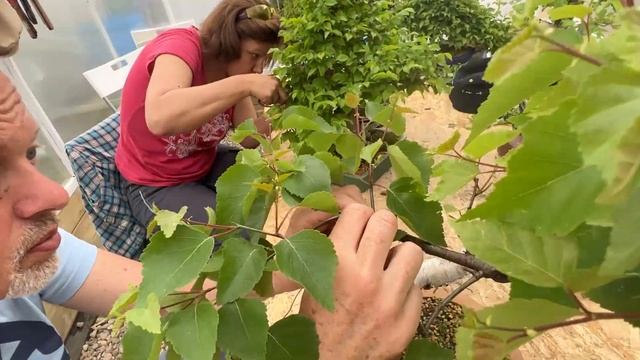 Формирование бонсай из березы смотреть онлайн