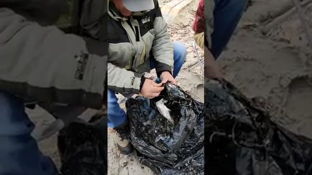 Как быстро, очистить утку. смотреть онлайн