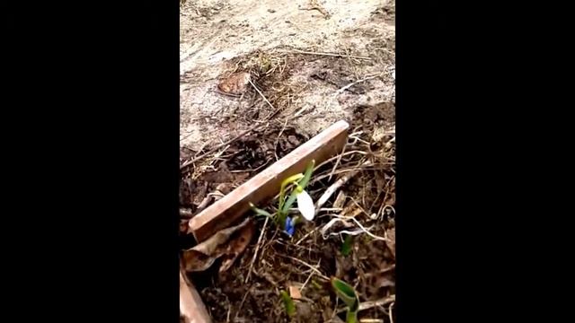На Даче появились подснежники. 2015 год. смотреть онлайн