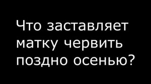 В. Г. Кашковский ответы на вопросы. Аудио встреча Zello 28.02.2019