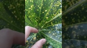 ЦВЕТЕНИЕ КРОТОНА В ДОМАШНИХ УСЛОВИЯХ