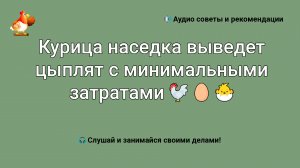 Курица наседка выведет цыплят с минимальными затратами ?????
