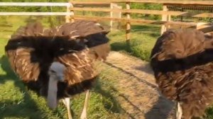 Орлиная скала в 2011 м году было так