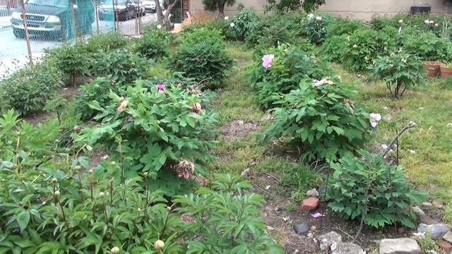 Peony Garden 5-2-2017 Rubra Plena