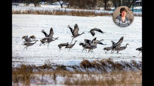 Стихотворение "Журавли" Т.Захарова