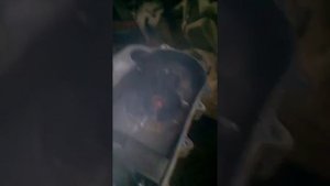 Ремонт храповика