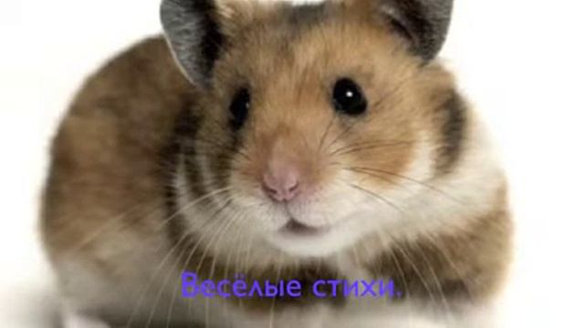 Ксюша стихотворение смотреть онлайн