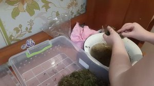 Генеральная уборка у улиток???