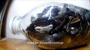 начало грибов, взращивание мицелия вешенки в бутылке